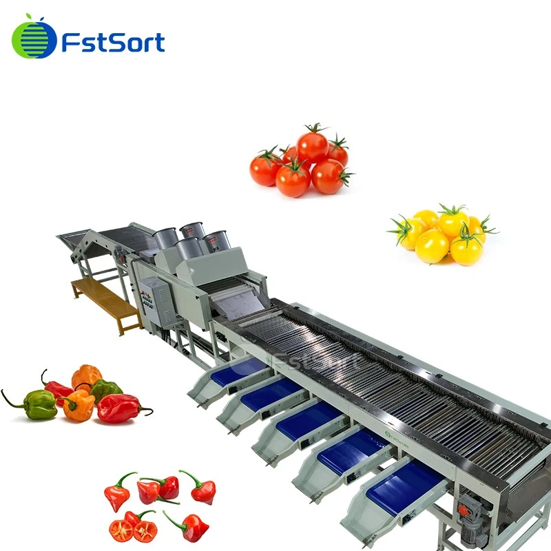 cherry tomato grading line